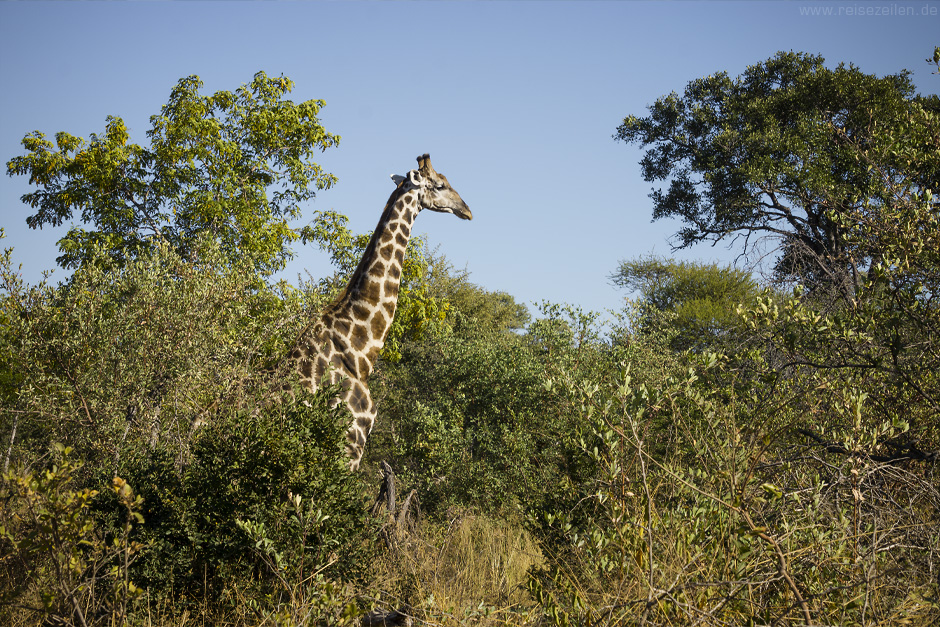 Afrika Botswana Safari