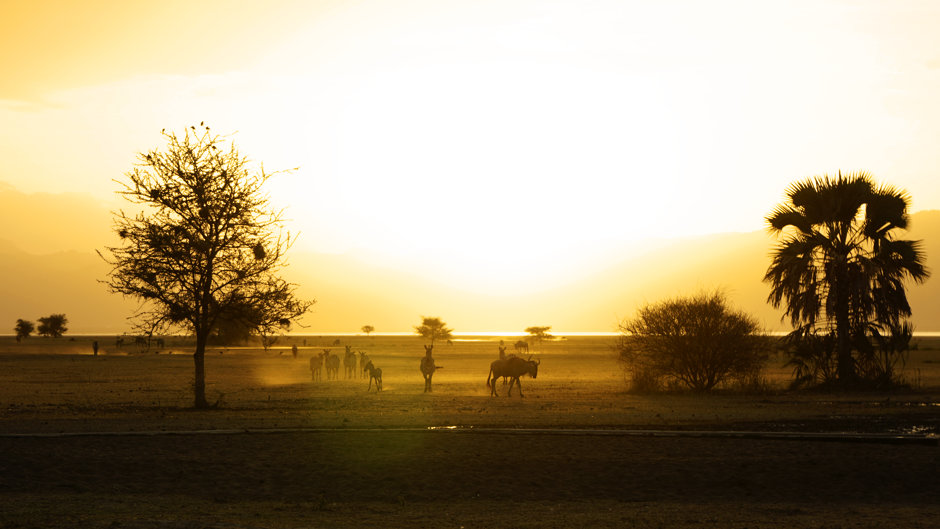 Tansania Safari