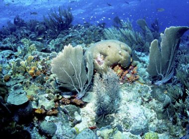 bedrohte Korallenriffe