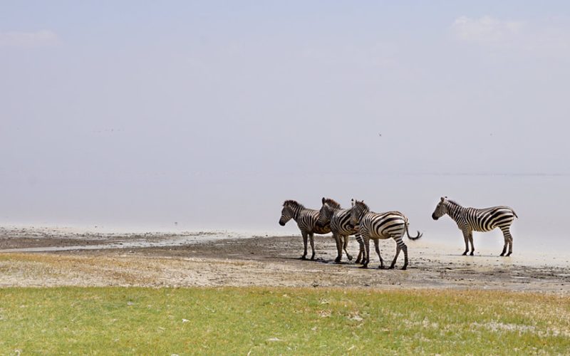 Safari Afrika Kosten